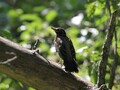 vaviary.net selector